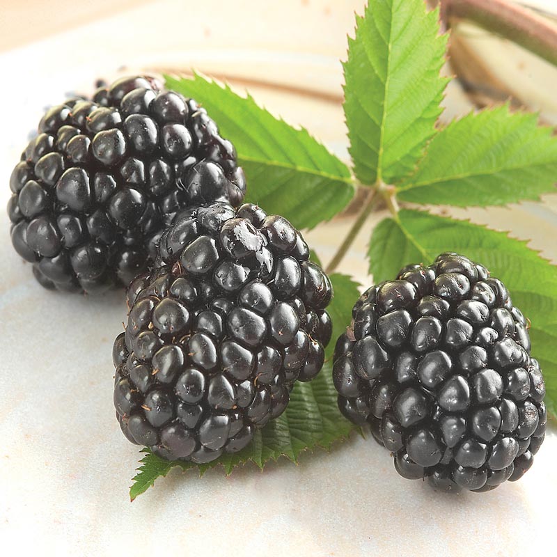 Blackberry 'Triple Crown'