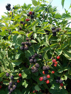 Blackberry 'Triple Crown'