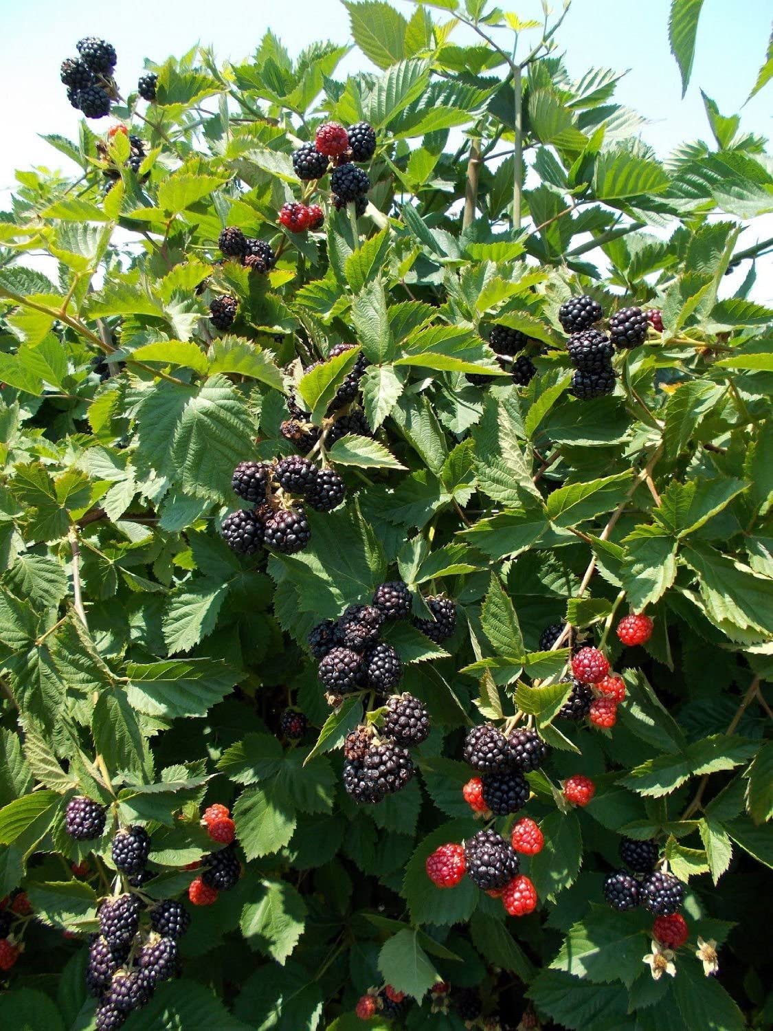 Blackberry 'Triple Crown'