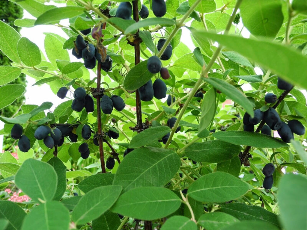 Honeyberry 'Tundra' Haskap