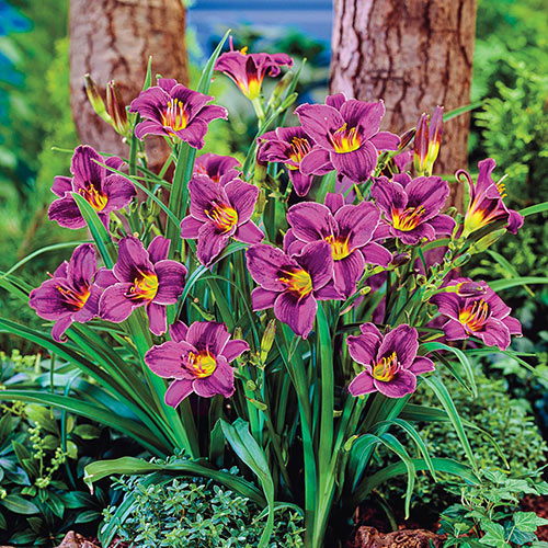 Daylily 'Purple D' Oro'
