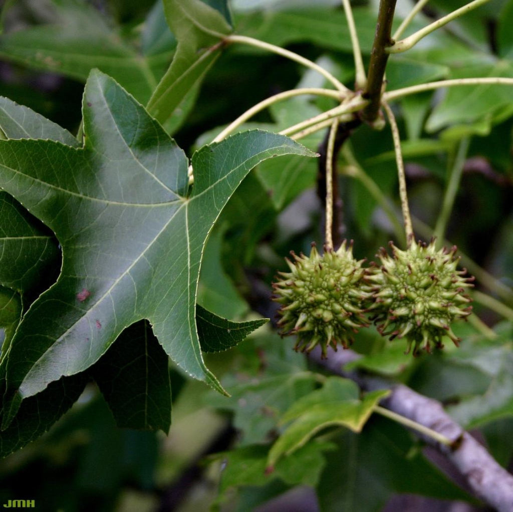 Sweet Gum Tree