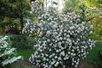 Pragense Viburnum
