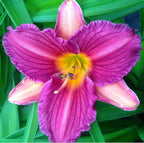 Daylily 'Purple D' Oro'