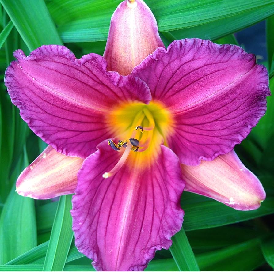 Daylily 'Purple D' Oro'
