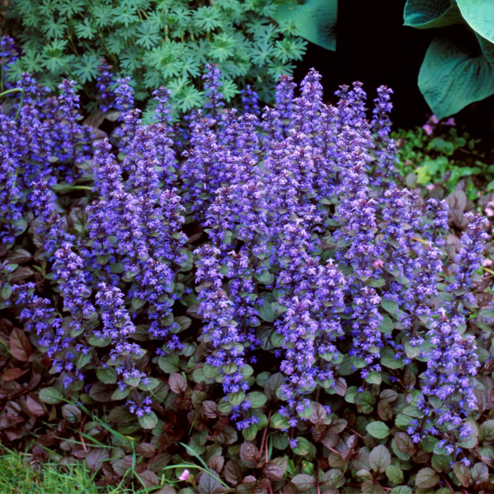Ajuga 'Chocolate Chip'