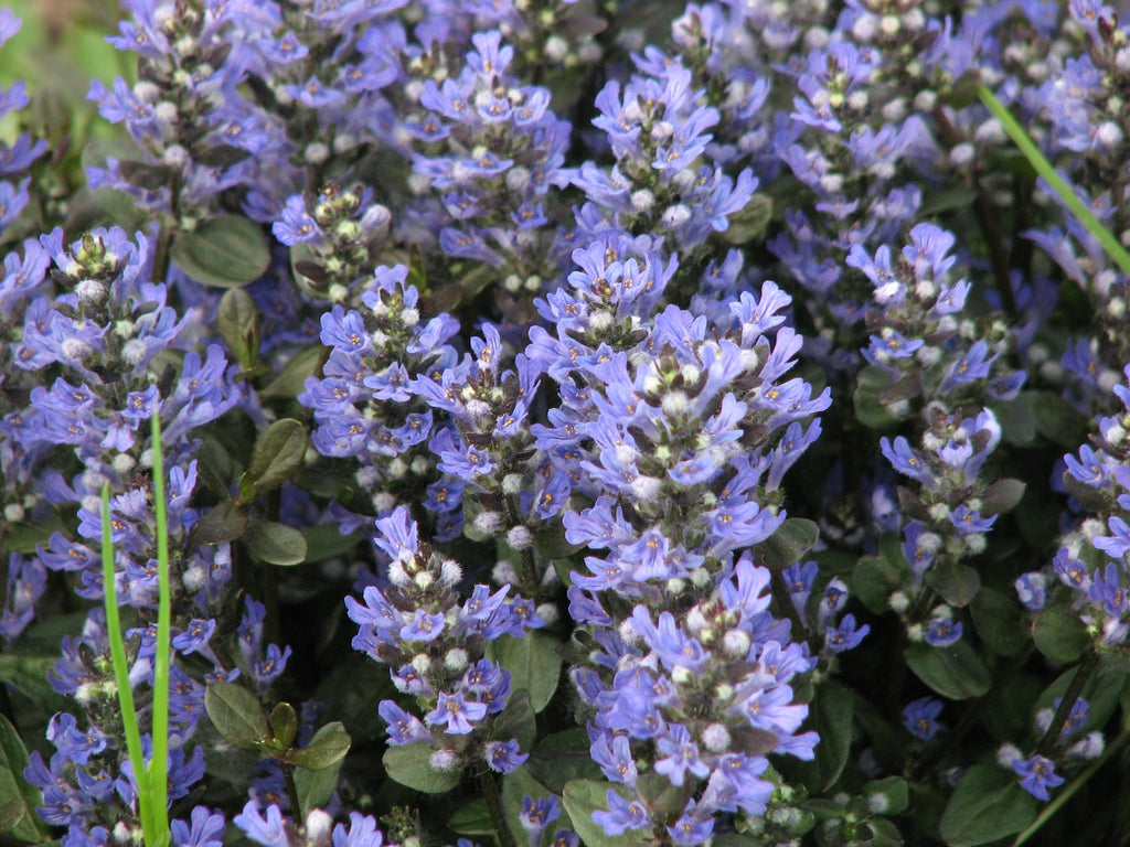 Ajuga 'Chocolate Chip'