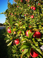 Apple Tree 'Ambrosia'
