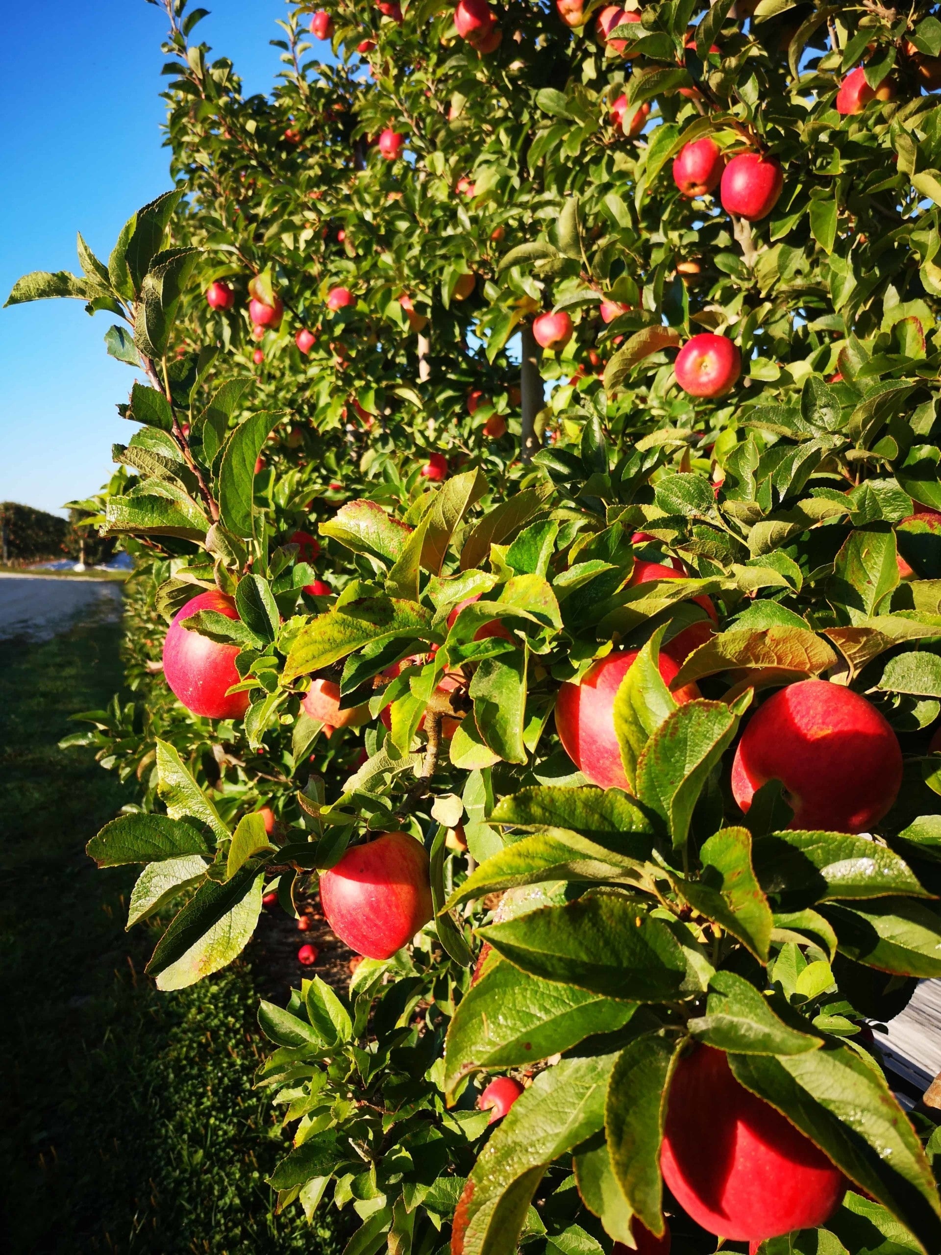 Apple Tree 'Ambrosia'