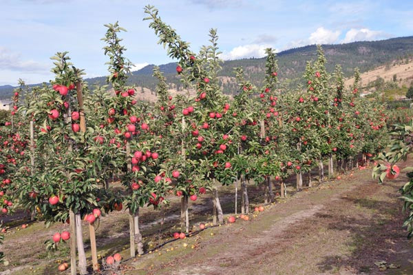 Apple Tree 'Ambrosia'