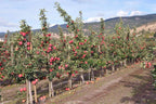 Apple Tree 'Ambrosia'