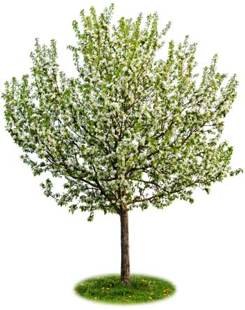 Apple Tree 'Jonathon'