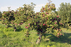 Apple Tree 'Arkansas Black'