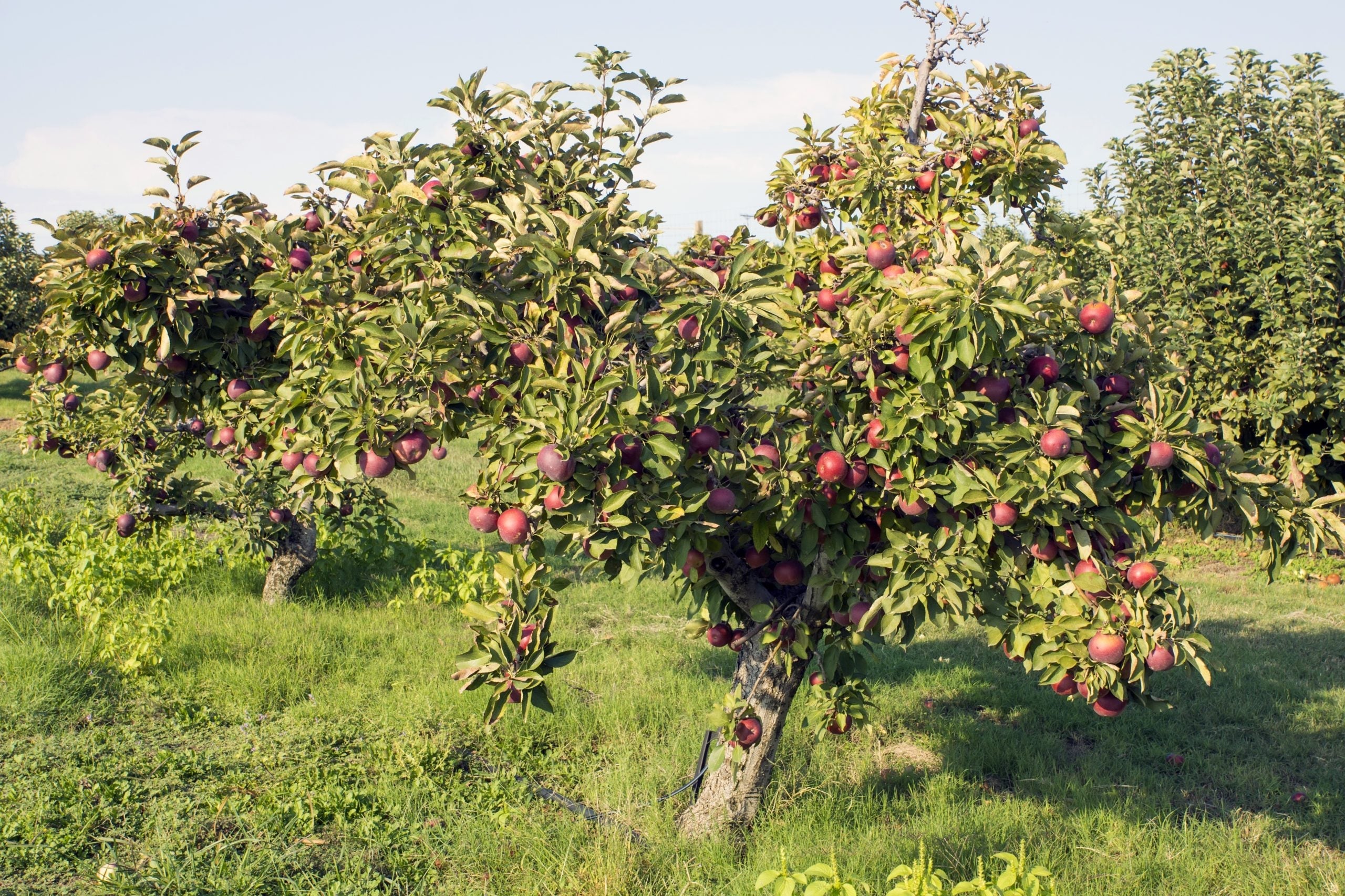 Apple Tree 'Arkansas Black'