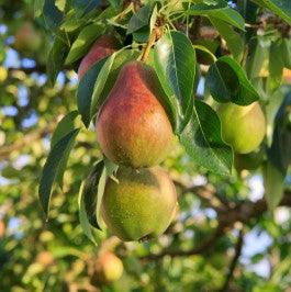 Pear Tree 'Ayers'