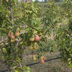 Pear Tree 'Ayers'