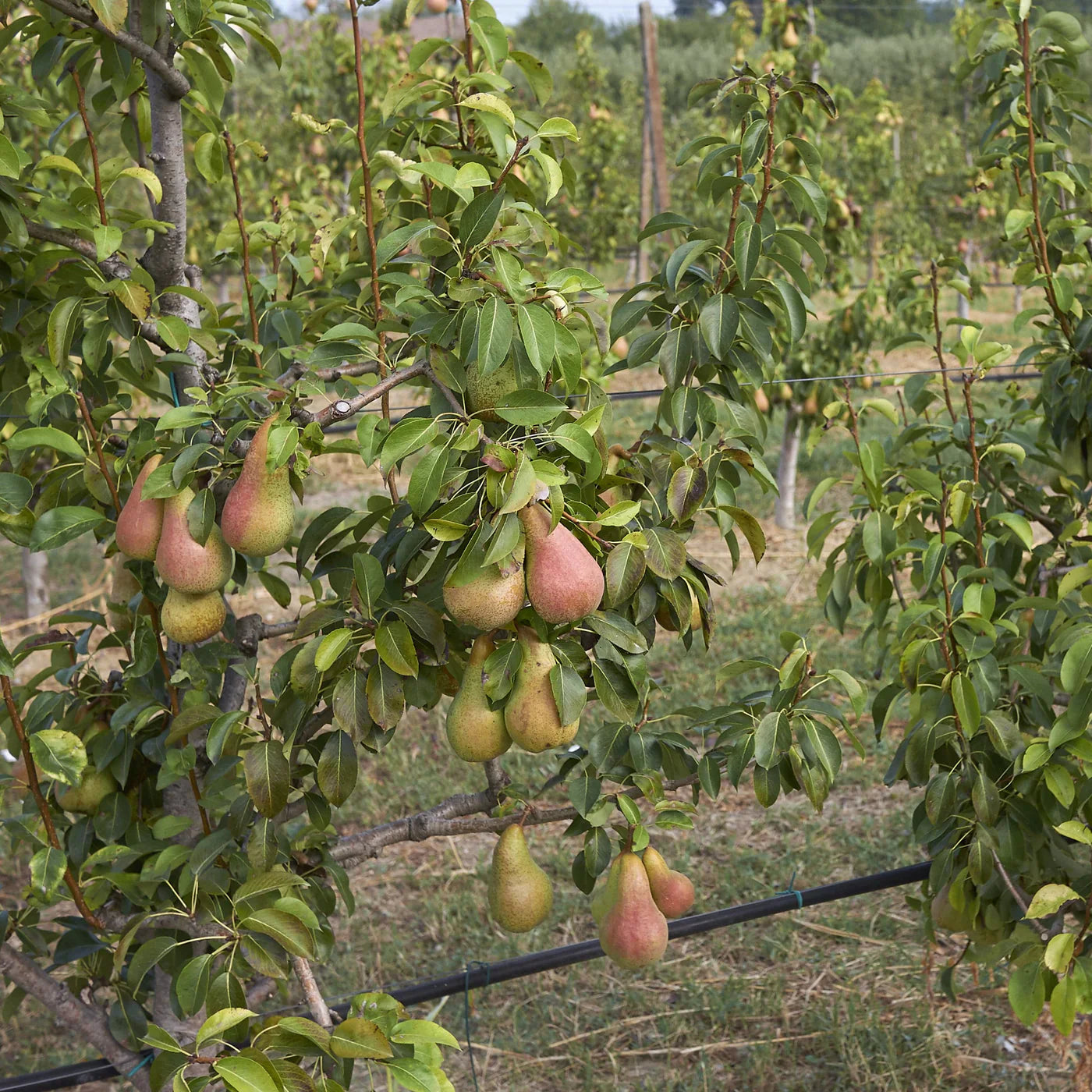 Pear Tree 'Ayers'