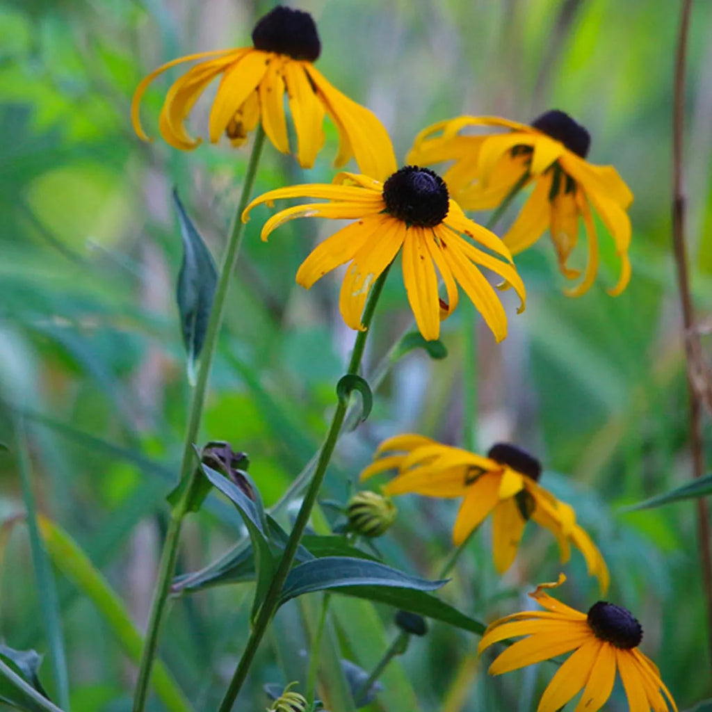Black Eyed Susan
