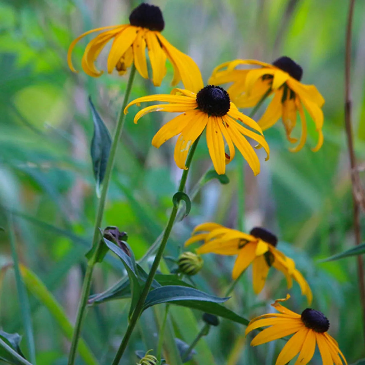 Black Eyed Susan
