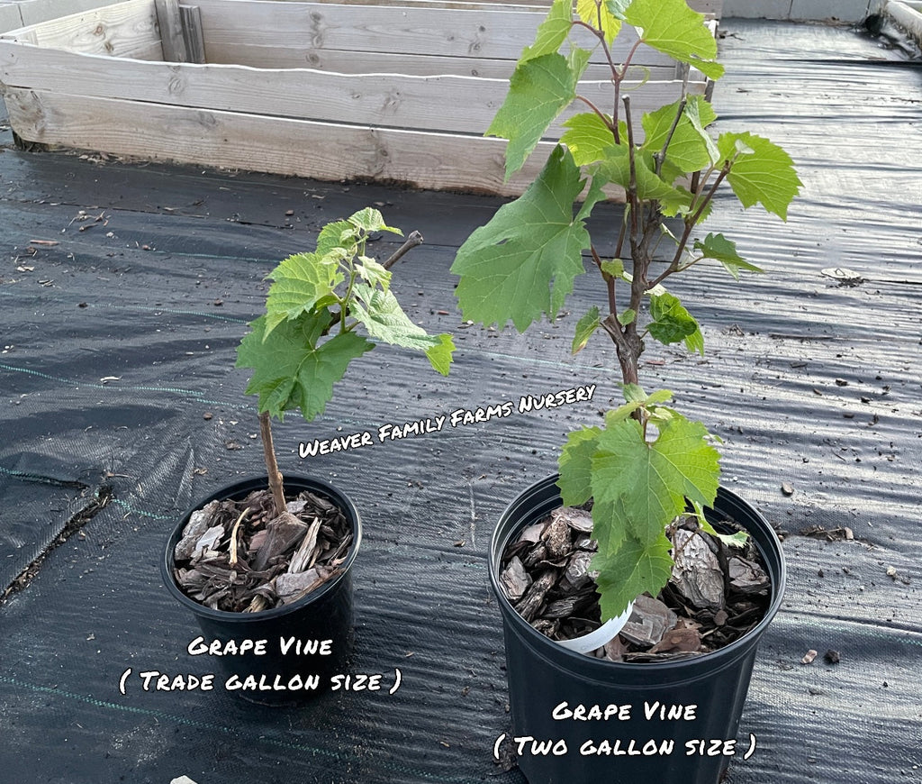 Grape Vine 'Seedless Concord'