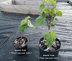 Grape Vine 'Seedless Concord'
