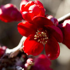 Flowering Quince 'Scarff's Red'