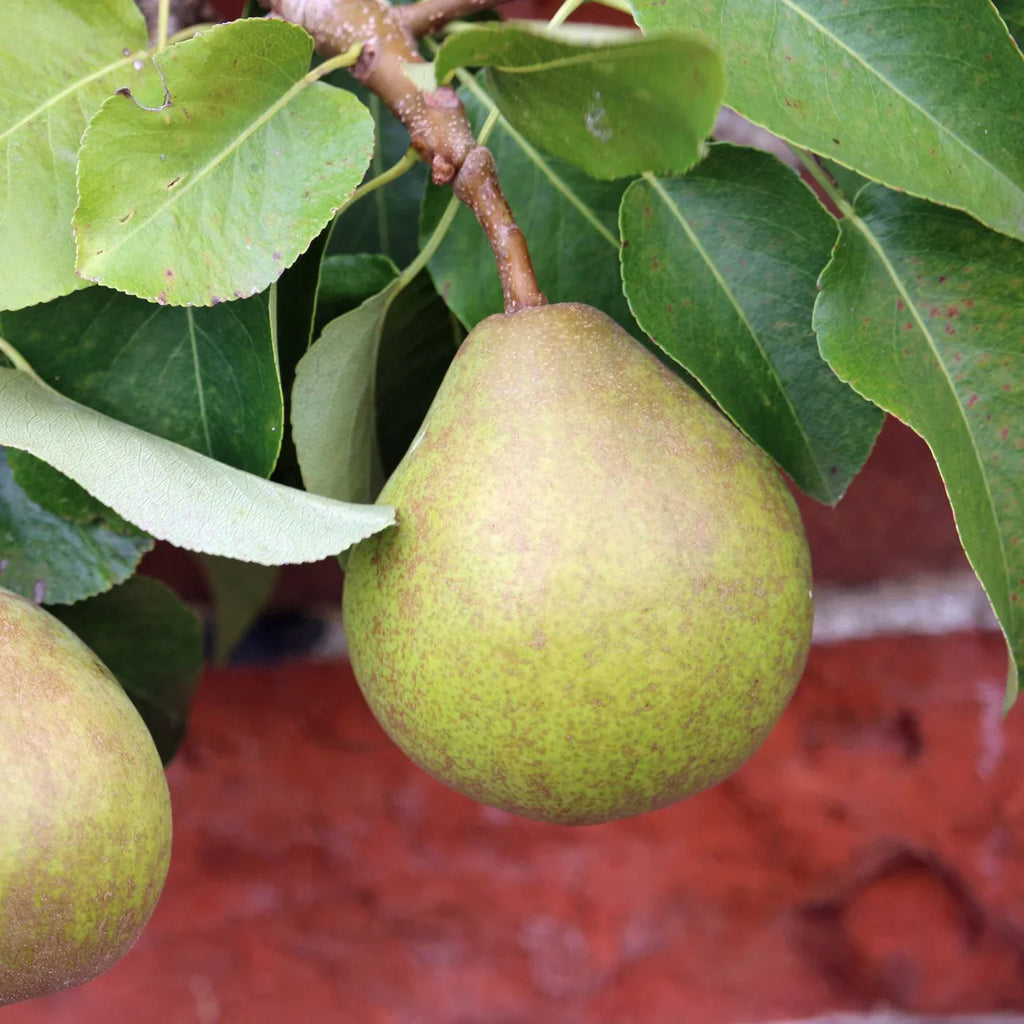 Pear Tree 'Comice'
