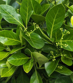 Euonymus 'Manhattan'