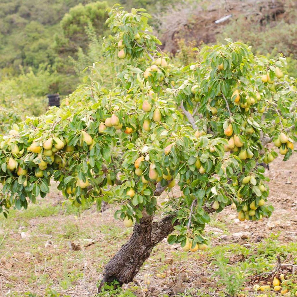 Pear Tree 'Anjou'