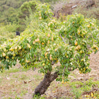 Pear Tree 'Anjou'