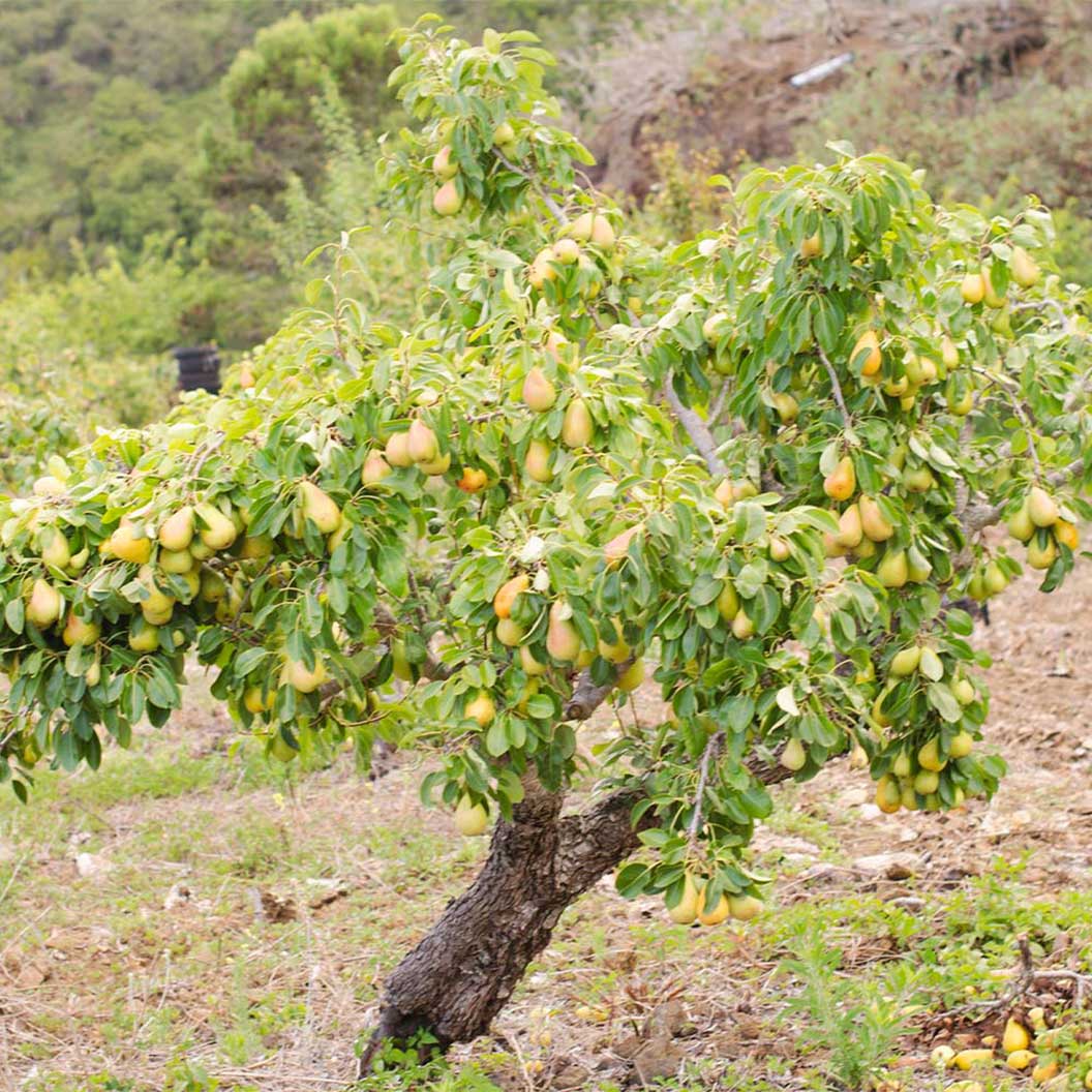 Pear Tree 'Anjou'