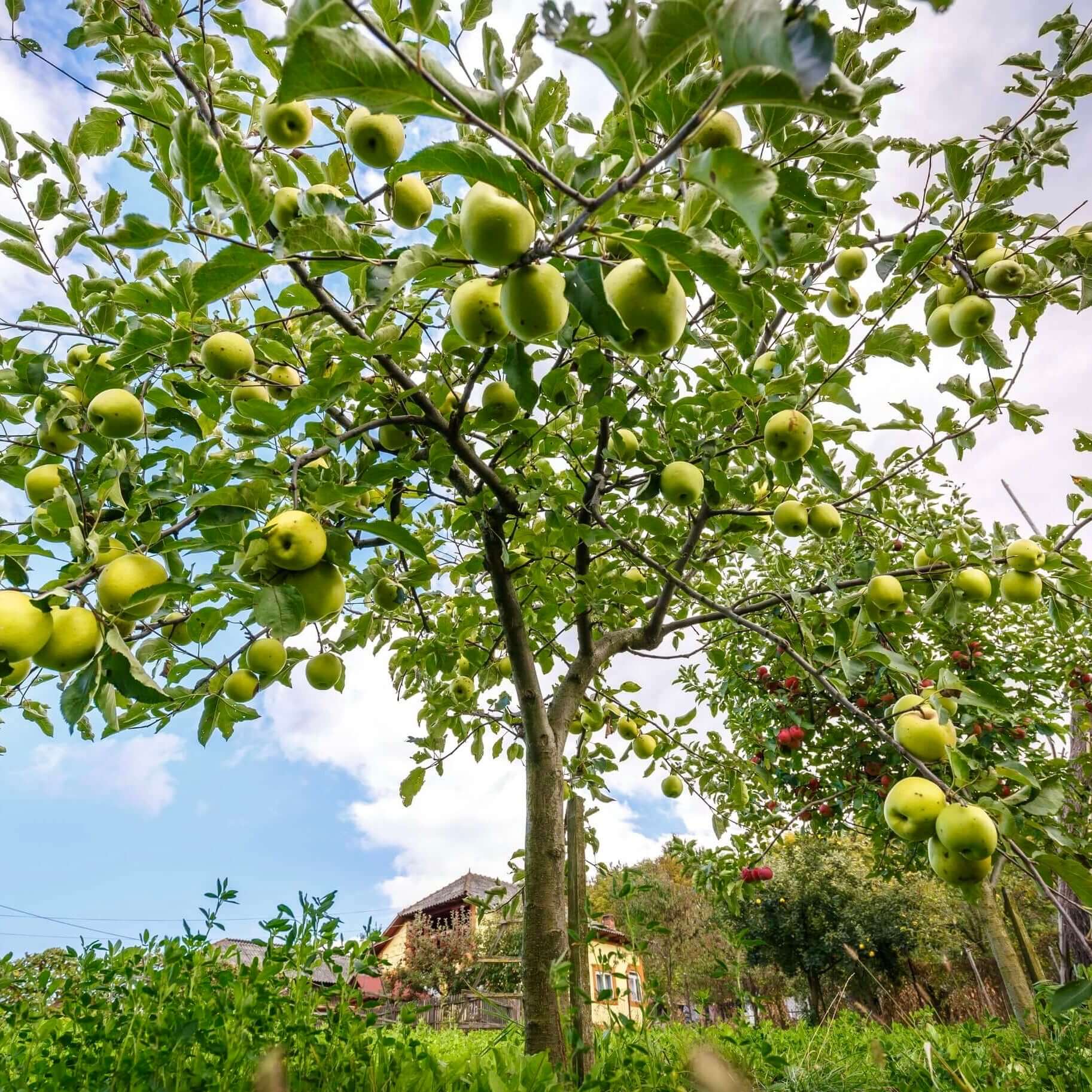 Apple Tree 'Golden Delicious'