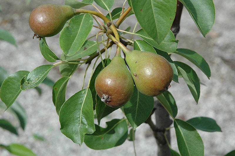 Pear Tree 'Moonglow'