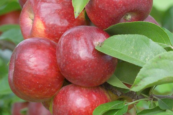 Apple Tree 'Frost Bite'