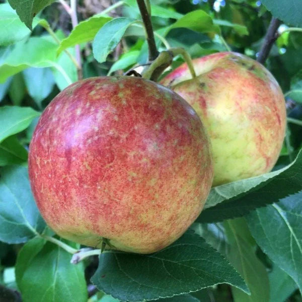 Apple Tree 'Frost Bite'