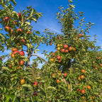 Apple Tree 'Frost Bite'