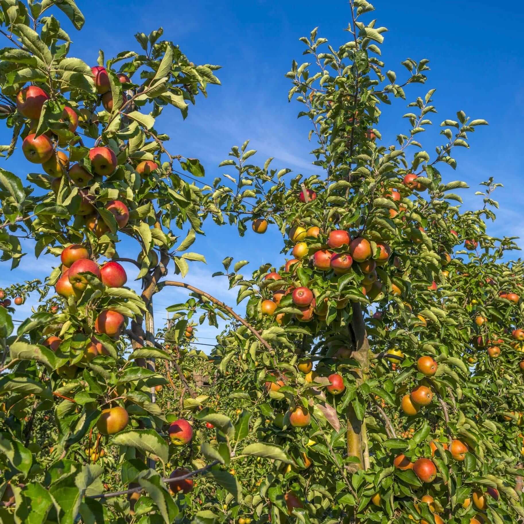 Apple Tree 'Frost Bite'