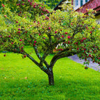Apple Tree 'Fuji'