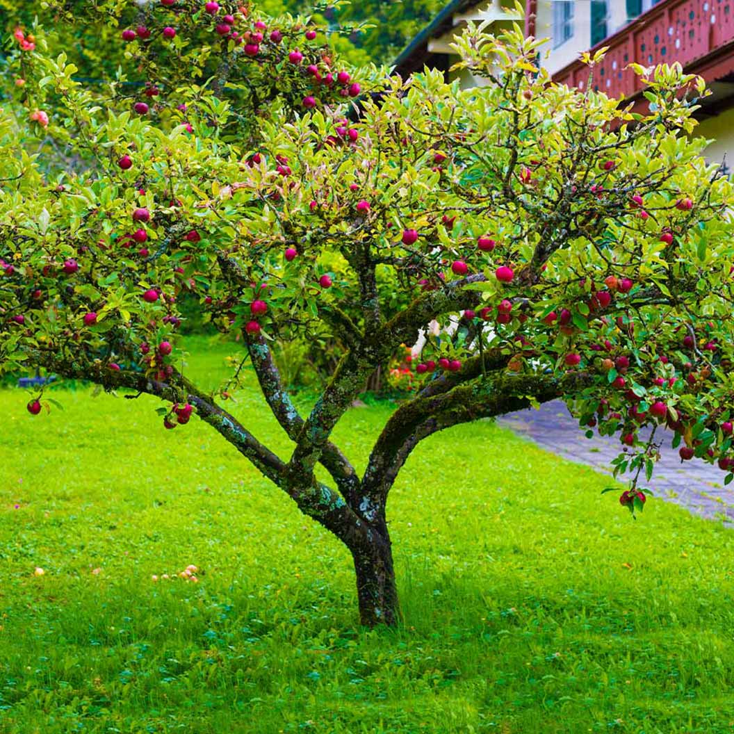 Apple Tree 'Fuji'