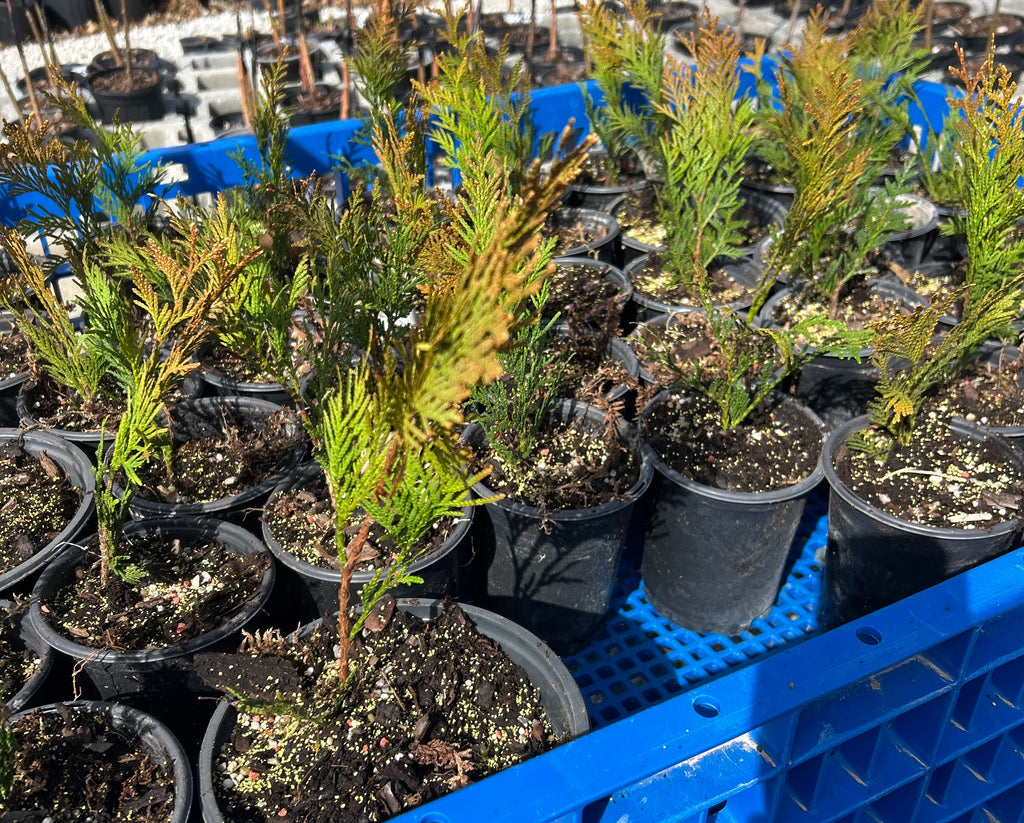 Arborvitae 'Elegantissima'