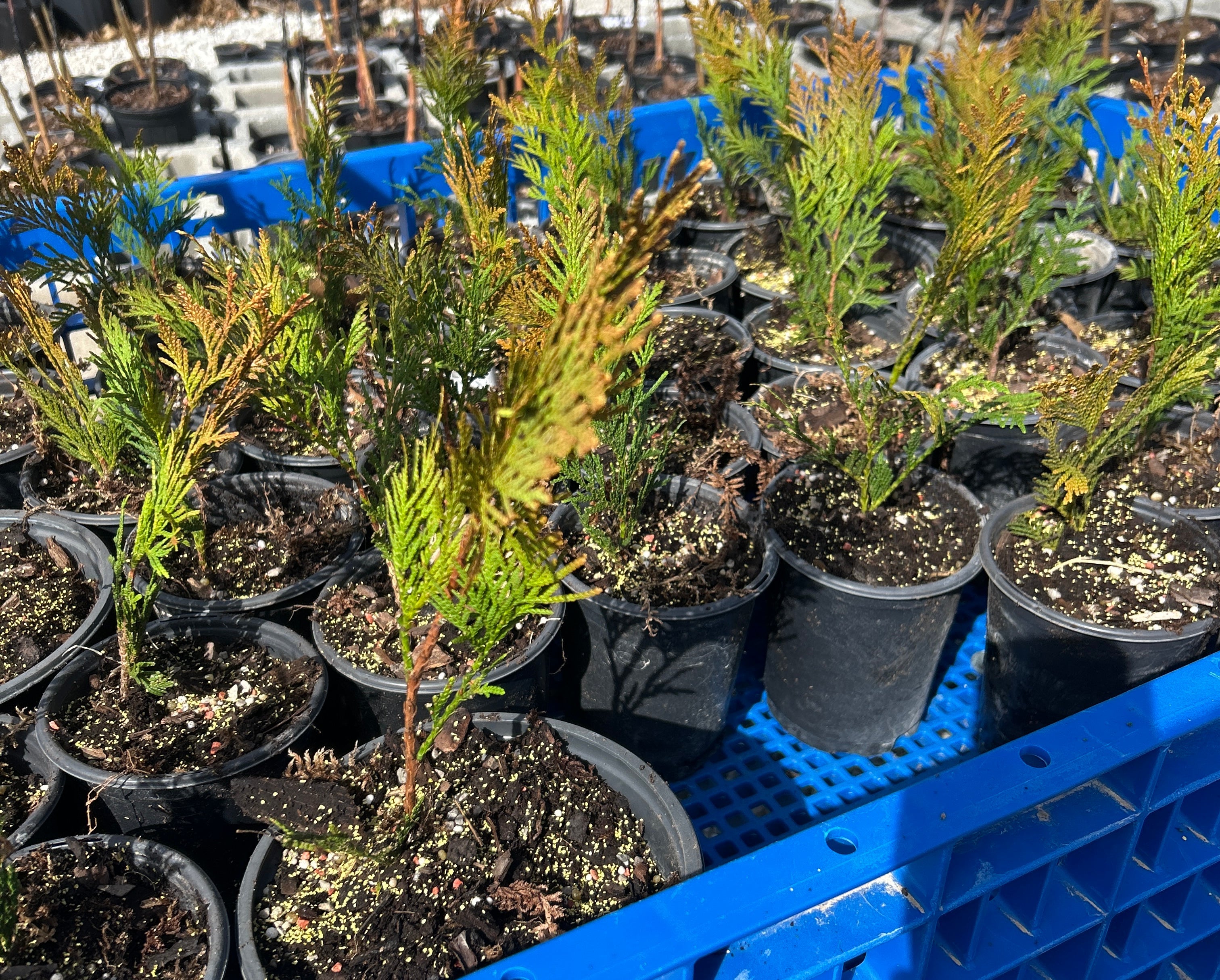 Arborvitae 'Elegantissima'