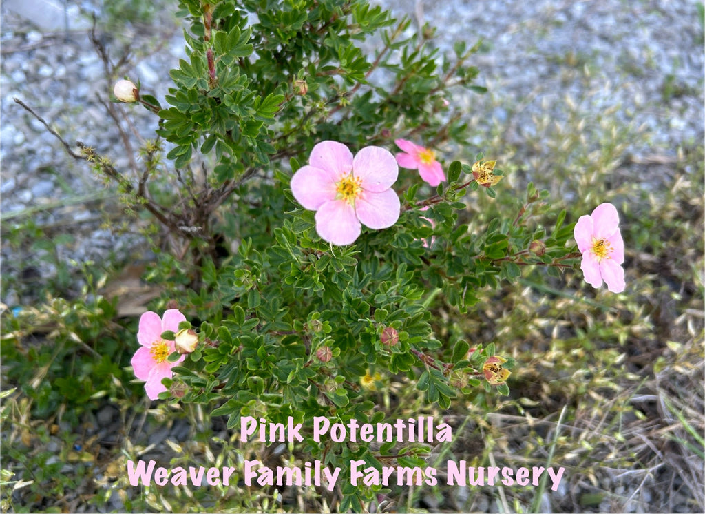 Pink Potentilla
