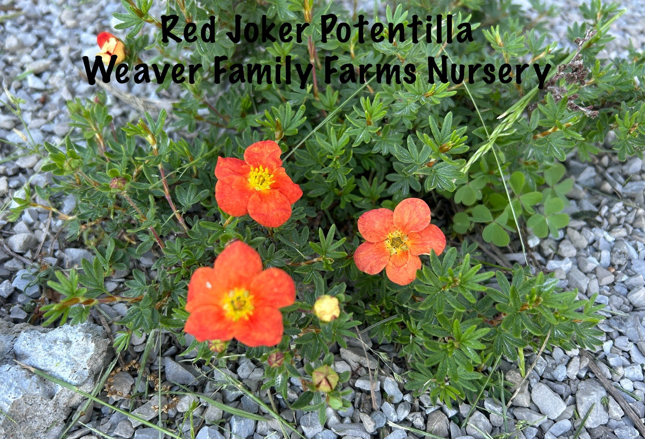 Potentilla 'Red Joker'