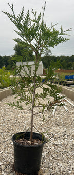 Arborvitae 'Green Giant'