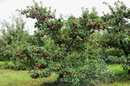 Apple Tree 'Red Delicious'