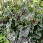 Coral Bells 'Green Spice'