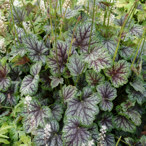 Coral Bells 'Green Spice'