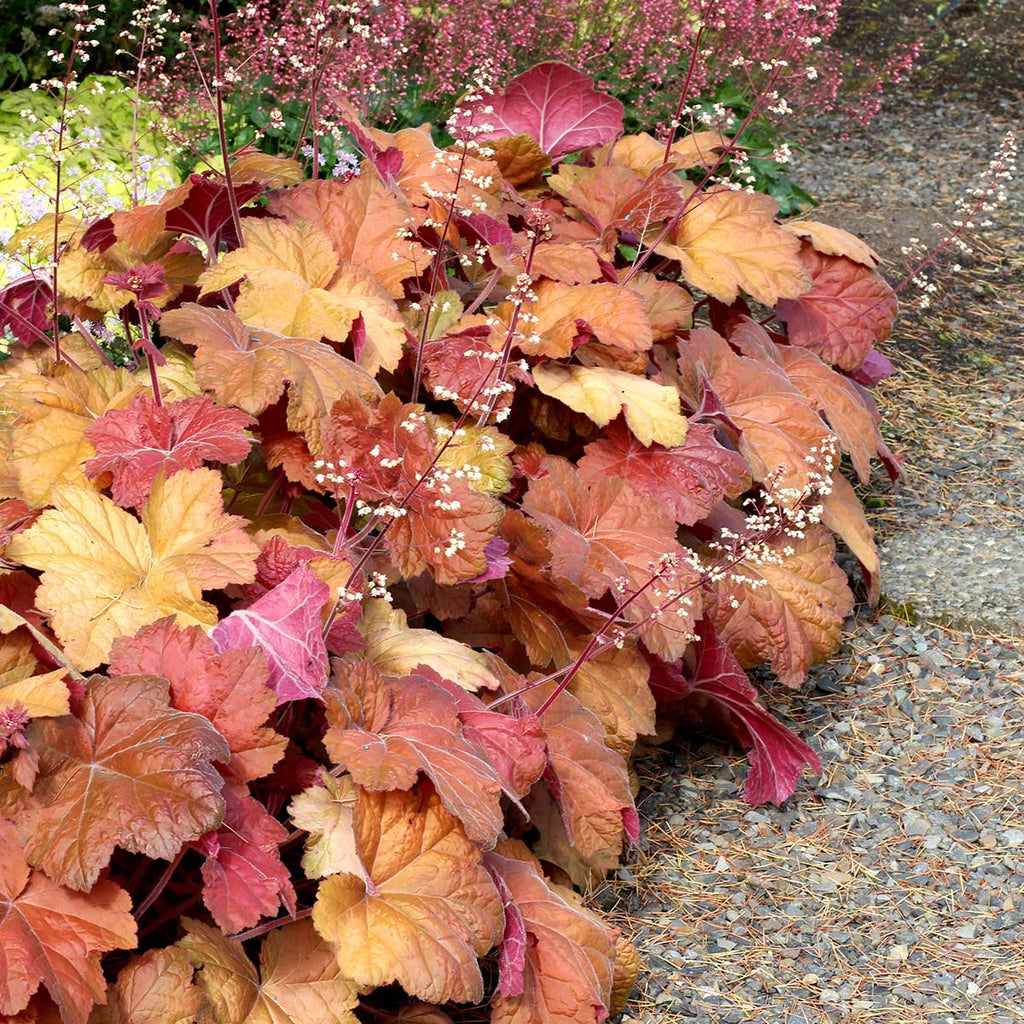 Coral Bells 'Southern Comfort'