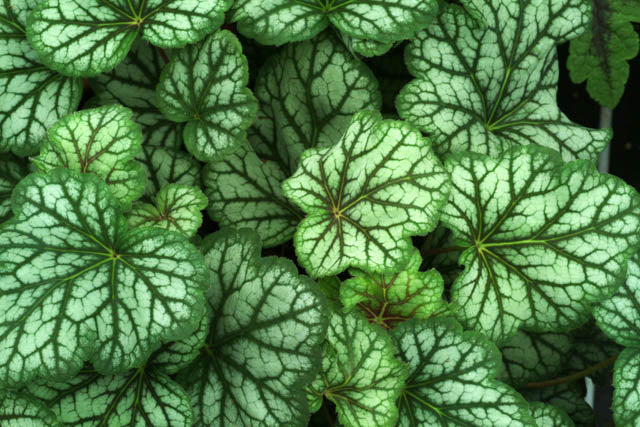 Coral Bells 'Green Spice'