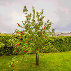 Apple Tree 'Honeycrisp'